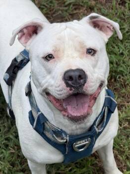 Izzy -  Pit Bull Terrier and American Bulldog Dog for Adoption in Petersburg, Virginia - Izzy | PetCurious