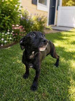 Alex -  Mixed Breed Dog for Adoption in Savannah, Georgia - Alex | PetCurious