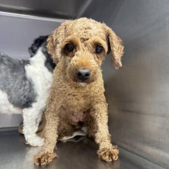 Rescue Poodle Dogs for Adoption in Northbrook, Illinois - Susie | PetCurious
