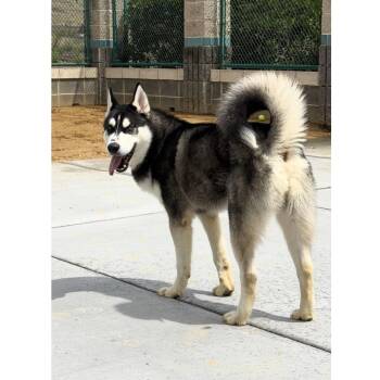 Kip - ECAS -  Husky and Mixed Breed Dog for Adoption in Pleasanton, California - Kip - ECAS | PetCurious