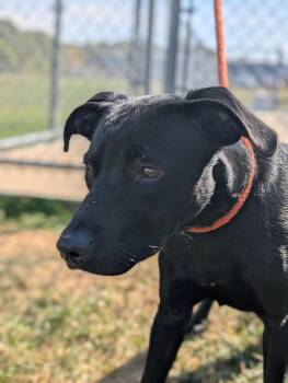 Rescue Labrador Retriever Dogs for Adoption in Ravenna, Ohio - 187123 LOOKING FOR OWNER | PetCurious