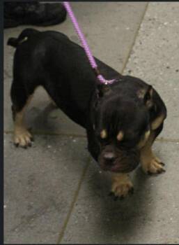 Rescue American Bully Dogs for Adoption in Gulf Breeze, Florida - CC -NJ | PetCurious