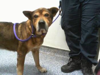 German Shepherd Dog and Mixed Breed Dogs Available for Adoption - RICO | PetCurious