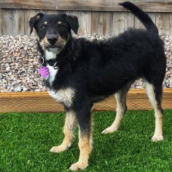 Bruno -  Terrier and Mixed Breed Dog for Adoption in Cheyenne, Wyoming - Bruno | PetCurious