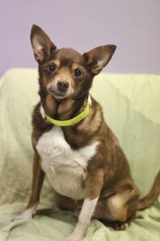 Zen in NH. Come Meet our Adoptable Dogs Wednesday-Saturday. More -  Chihuahua Dog for Adoption in Manchester, New Hampshire - Zen In NH. Come Meet Our Adoptable Dogs Wednesday-Saturday. More | PetCurious