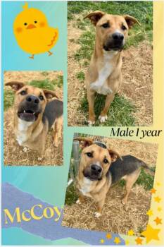 Rescue Shepherd and Mixed Breed Dogs for Adoption in Blountville, Tennessee - McCoy | PetCurious
