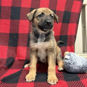 German Shepherd Dog and Rottweiler Dogs Available for Adoption - Tulip | PetCurious