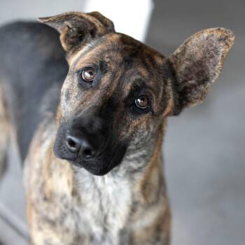 Mija (S26-107) -  German Shepherd Dog and Mixed Breed Dog for Adoption in Peyton, Colorado - Mija (S26-107) | PetCurious