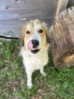 Great Pyrenees Dogs Available for Adoption in Spring, Texas - Quitana | PetCurious
