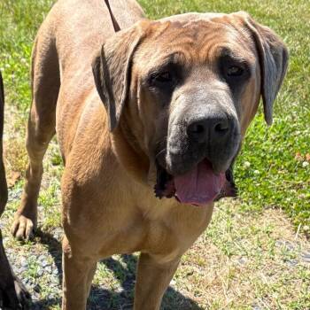 Manila -  Mastiff Dog for Adoption in Ridgely, Maryland - Manila | PetCurious
