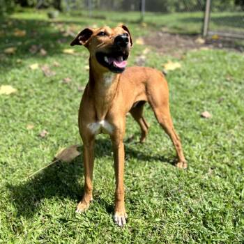 Fig -  Mixed Breed Dog for Adoption in Keaau, Hawaii - Fig | PetCurious