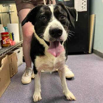 Ronaldo -  Mixed Breed Dog for Adoption in Edwardsville, Illinois - Ronaldo | PetCurious