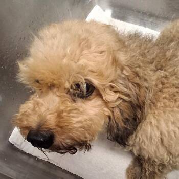 Bo -  Poodle Dog for Adoption in Birmingham, Alabama - Bo | PetCurious