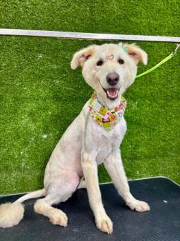 Alba -  Maremma Sheepdog Dog for Adoption in Naranjito, Naranjito - Alba | PetCurious