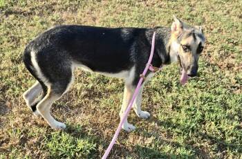 Lobo -  German Shepherd Dog Dog for Adoption in Greeneville, Tennessee - Lobo | PetCurious