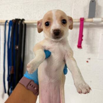 Starburst -  Chihuahua and Mixed Breed Dog for Adoption in Edinburg, Texas - Starburst | PetCurious
