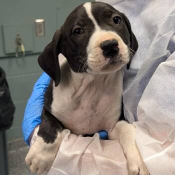 Labrador Retriever Dogs Available for Adoption in Greenville, South Carolina - Tire | PetCurious