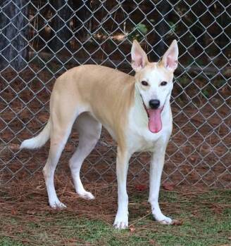 Mona (Ruby) -  Mixed Breed Dog for Adoption in Athens, Georgia - Mona (Ruby) | PetCurious