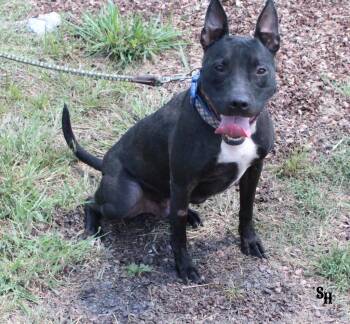 Rescue Pit Bull Terrier and Mixed Breed Dogs for Adoption in Kemp, Texas - Leo | PetCurious