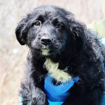 Border Collie and Mixed Breed Dogs Available for Adoption in Eastford, Connecticut - CT Shirley | PetCurious