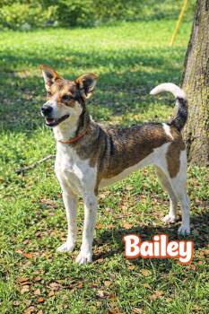 Jack Russell Terrier and Australian Cattle Dog Blue Heeler Dogs Available for Adoption - Bailey | PetCurious