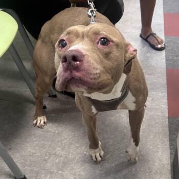 Polina -  Mixed Breed Dog for Adoption in Philadelphia, Pennsylvania - Polina | PetCurious