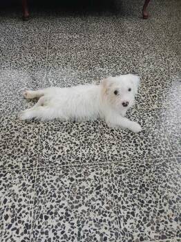 Moty -  Maltese Dog for Adoption in Naranjito, Naranjito - Moty | PetCurious