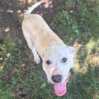 Zeppole -  Mixed Breed Dog for Adoption in East Hanover, New Jersey - Zeppole | PetCurious