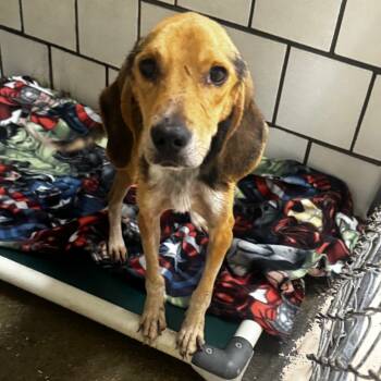 Rescue Beagle Dogs for Adoption in Starkville, Mississippi - Benny | PetCurious