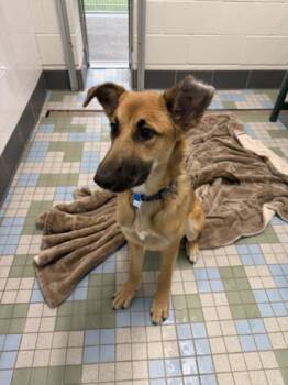 ZEKE -  Belgian Shepherd Malinois Dog for Adoption in Loveland, Colorado - ZEKE | PetCurious