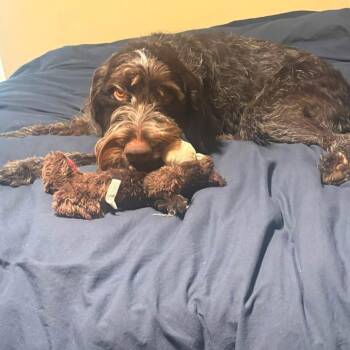 Lucy -  Wirehaired Pointing Griffon Dog for Adoption in Santa Rosa, California - Lucy | PetCurious