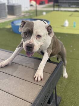 Rescue Mixed Breed Dogs for Adoption in West Chester, Pennsylvania - Heifer | PetCurious