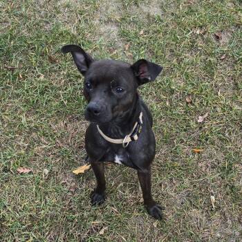 Rescue Chihuahua and Mixed Breed Dogs for Adoption in Wyandotte, Michigan - Princess | PetCurious