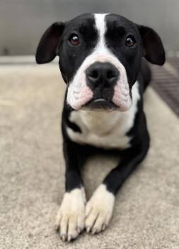 Pit Bull Terrier Dogs Available for Adoption in Chicago, Illinois - Dilly | PetCurious