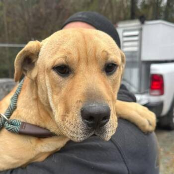 Mixed Breed Dogs Available for Adoption in New York, New York - Ginger | PetCurious