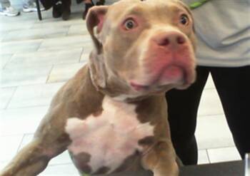 A1265837 -  Pit Bull Terrier Dog for Adoption in Charlotte, North Carolina - A1265837 | PetCurious
