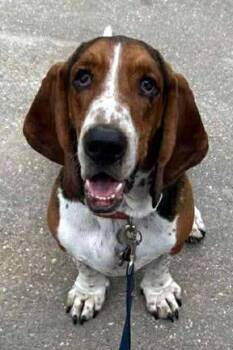Basset Hound Dogs Available for Adoption - CHIEF | PetCurious