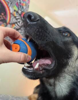 Zelda -  German Shepherd Dog Dog for Adoption in Cortez, Colorado - Zelda | PetCurious