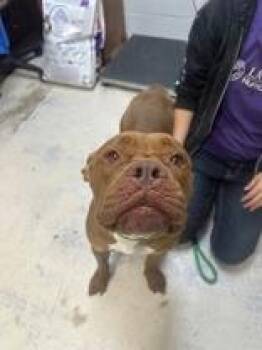 Jessie -  Mixed Breed Dog for Adoption in Manitowoc, Wisconsin - Jessie | PetCurious
