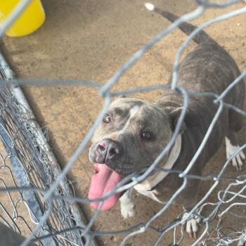 Mixed Breed Dogs Available for Adoption in Lake Jackson, Texas - Waffles | PetCurious