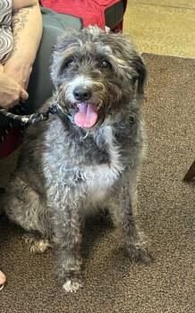 Sadie -  Poodle Dog for Adoption in Indiana, Pennsylvania - Sadie | PetCurious
