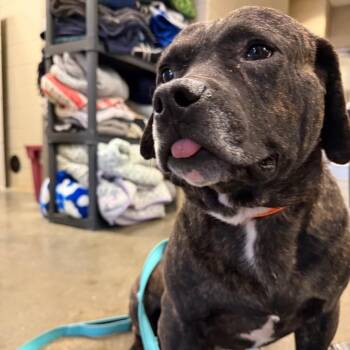 Mixed Breed Dogs Available for Adoption - Christopher | PetCurious