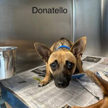 Chihuahua and Mixed Breed Dogs Available for Adoption in Knoxville, Tennessee - Donatello | PetCurious
