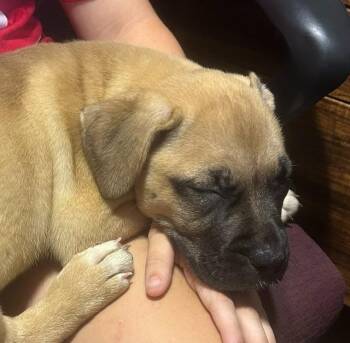 Sierra -  Mixed Breed and Boxer Dog for Adoption in Princeton, Indiana - Sierra | PetCurious