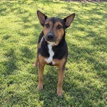 Mothman -  Pit Bull Terrier Dog for Adoption in Valdosta, Georgia - Mothman | PetCurious