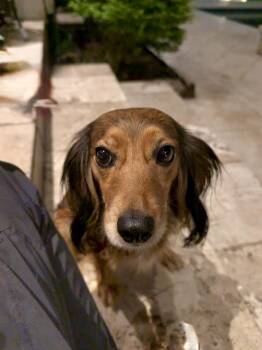 Spaniel and Dachshund Dogs Available for Adoption in Richmond, Texas - Halyica | PetCurious