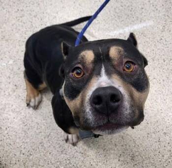 Mamas -  Mixed Breed Dog for Adoption in Lafayette, Indiana - Mamas | PetCurious
