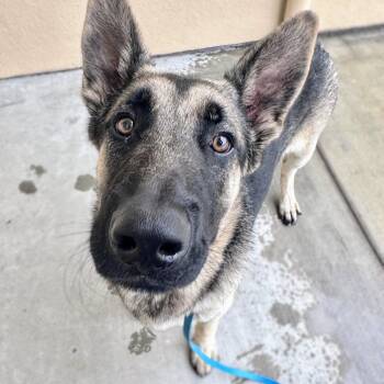German Shepherd Dog Dogs Available for Adoption in Oakland, California - Yoshi | PetCurious