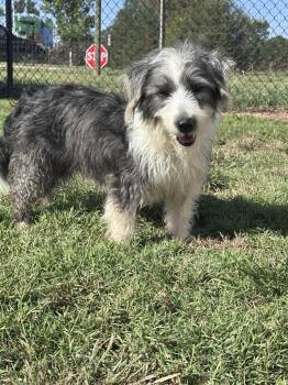 Joe Jul 26 -  Terrier Dog for Adoption in Pacolet, South Carolina - Joe Jul 26 | PetCurious