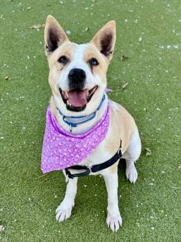 Border Collie Dogs Available for Adoption - Sunshine | PetCurious